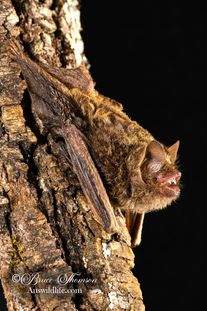 Golden-tipped Bat (Phoniscus papuensis)