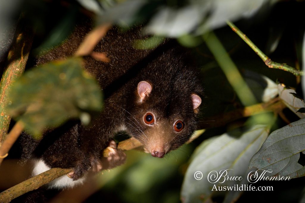 Herbert River Ringtail Possum (Pseudochirulus herbertensis)