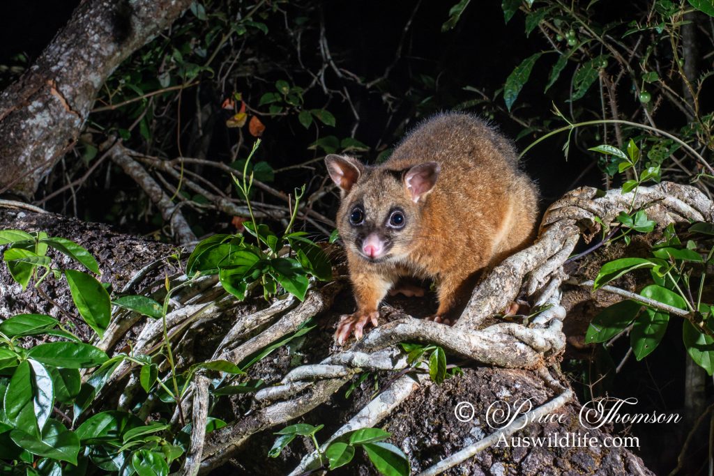 Common Brushtail Possum (Trichosurus vulpecula)