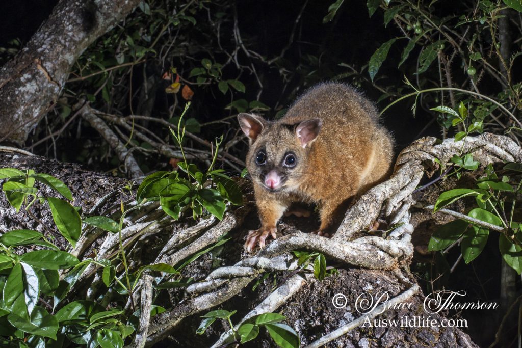 Common Brushtail Possum (northern coppery form) Common Brushtail Possum (northern coppery form)