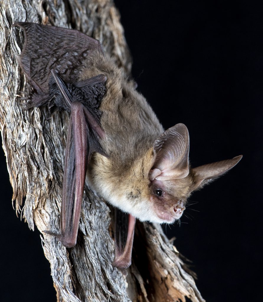 Holt's Long-eared Bat (Nyctophilus holtorum)