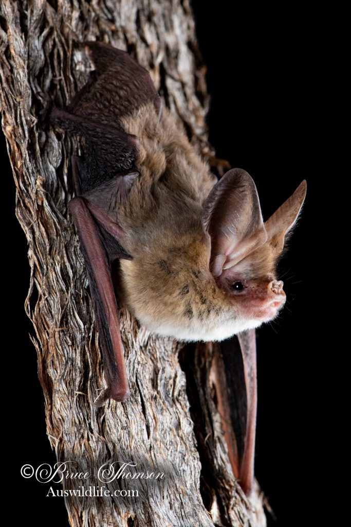 Western Long-eared Bat (Nyctophils major tor)