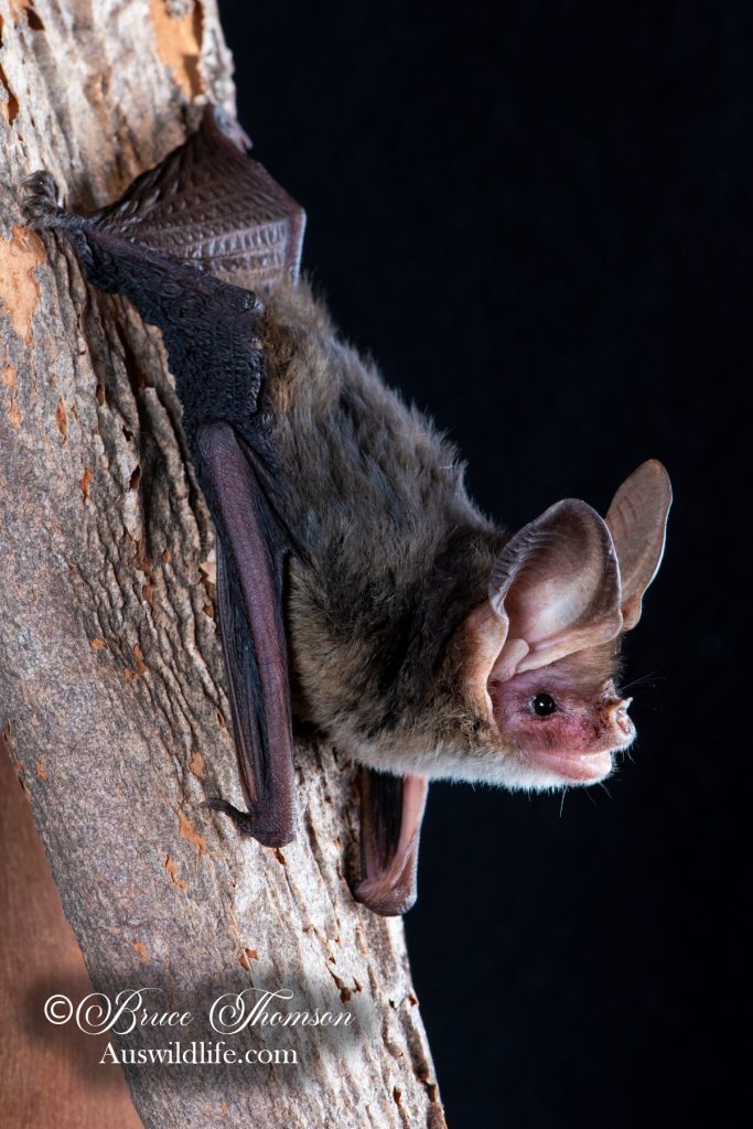 Western Long-eared Bat (Nyctophilus major major)