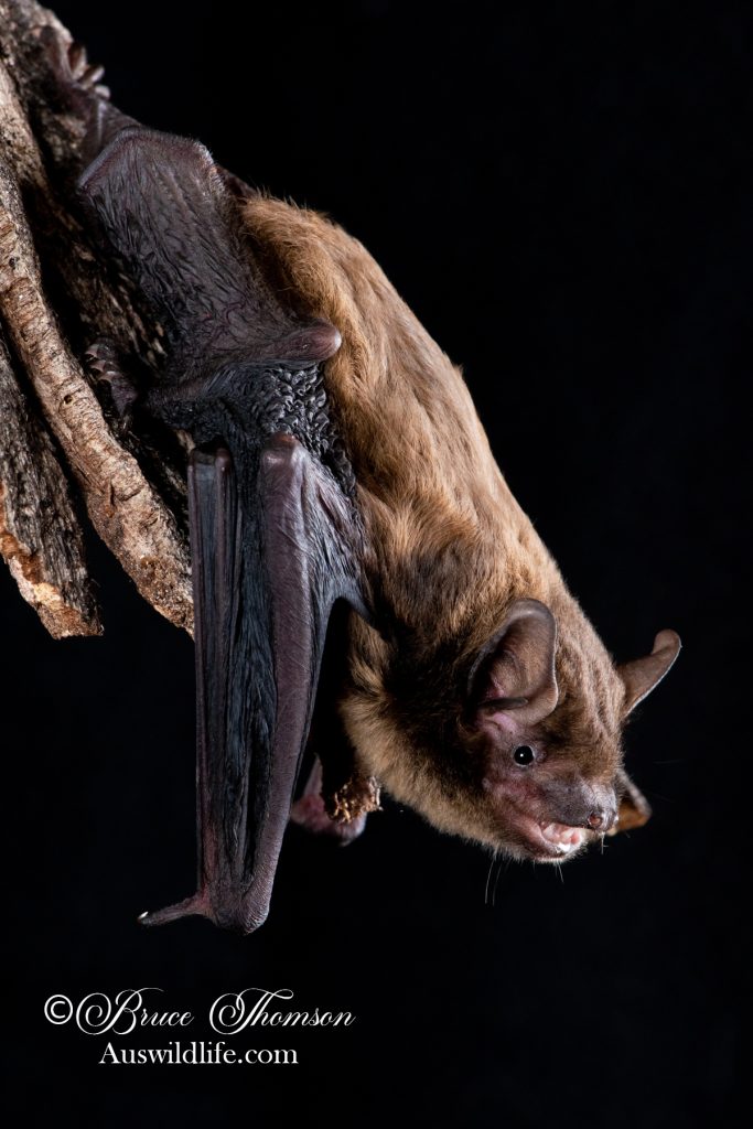 Western False Pipistrelle (Falsistrellus mackenzei)
