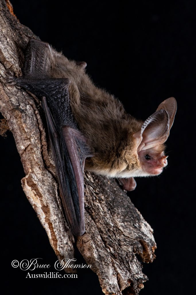 Western Long-eared Bat (Nyctophils major major)