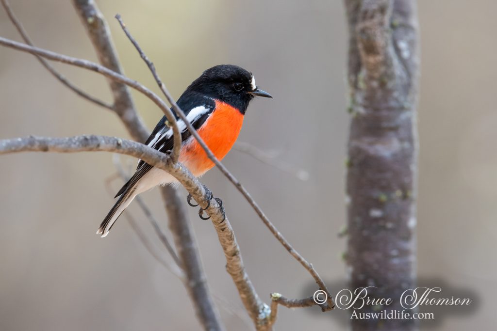 Scarlet Robin