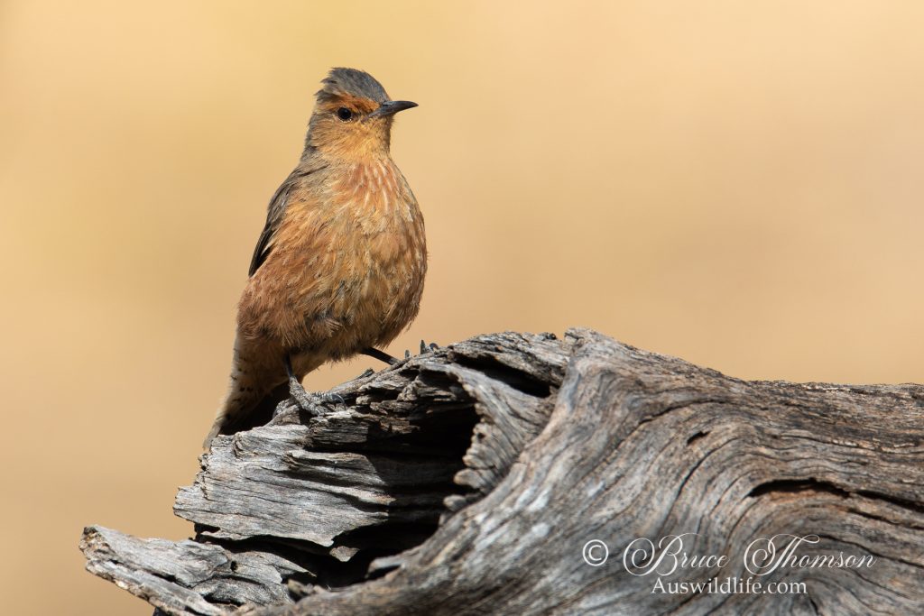 Rufous Treecreeper