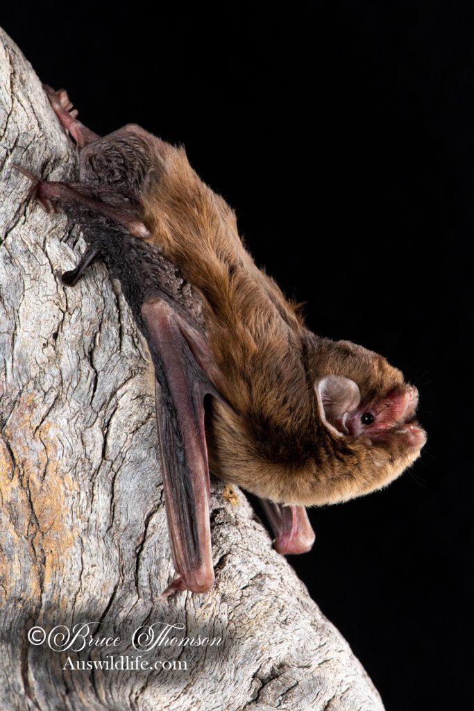 Chocolate Wattled Bat (Chalinolobus morio)