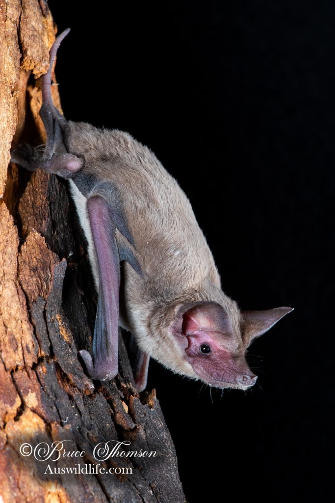South-western Free-tailed Bat (Ozimops kitcheneri)