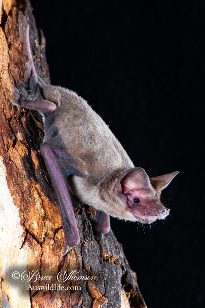 South-western Free-tailed Bat (Ozimops kitcheneri)