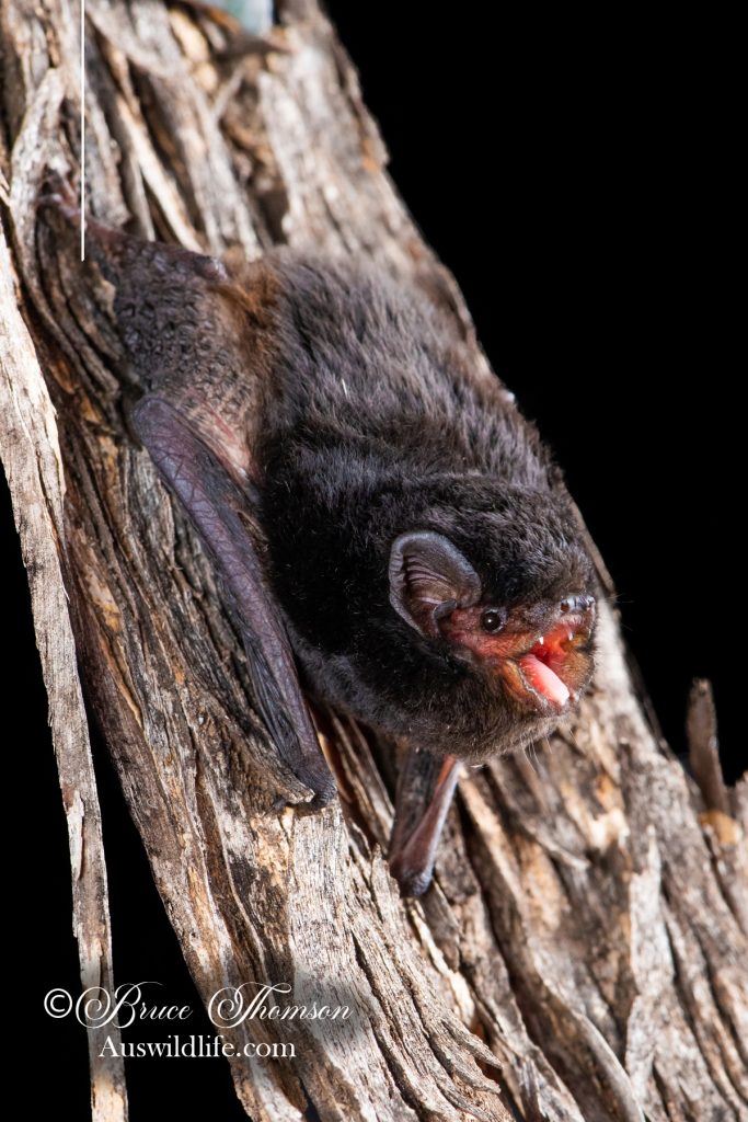 Little Pied Bat (Chalinolobus picatus)