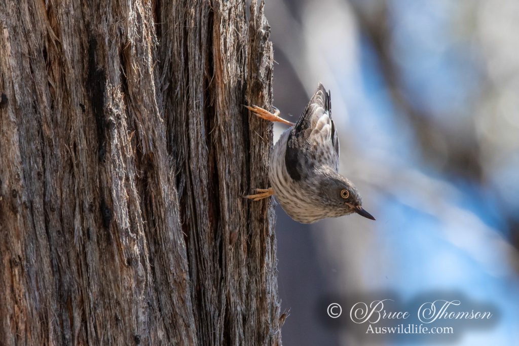 Varied Sitella