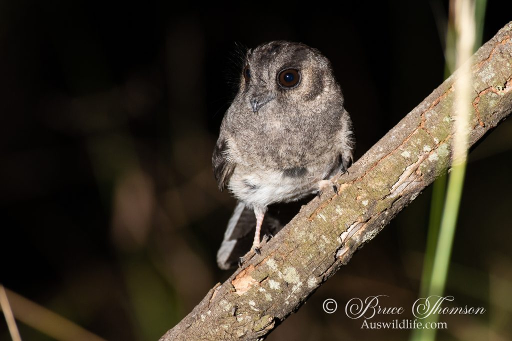 Owlet Nightjar