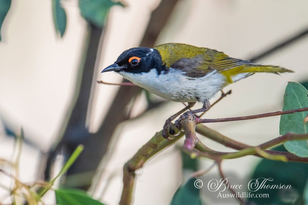 White-napped Honeyeater