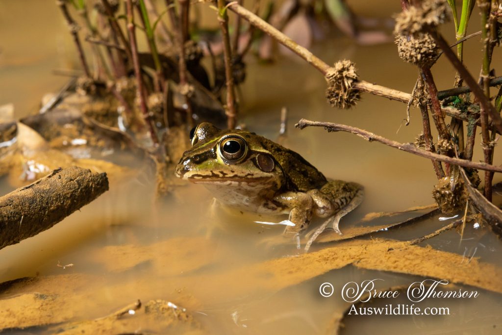 Northern Barred Frog (Mixophyes schevilli)