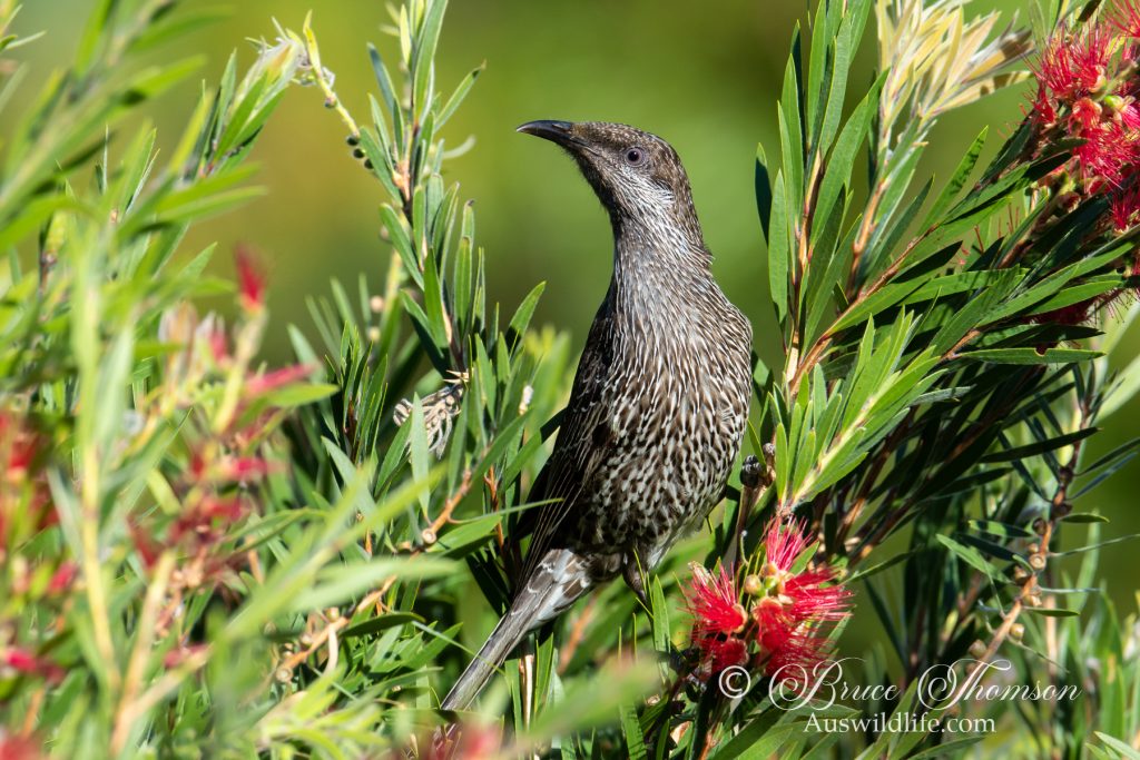 Little Wattlebird