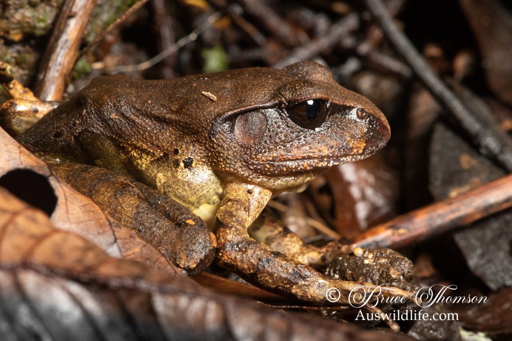 Northern Barred Frog (Mixophyes schevilli)