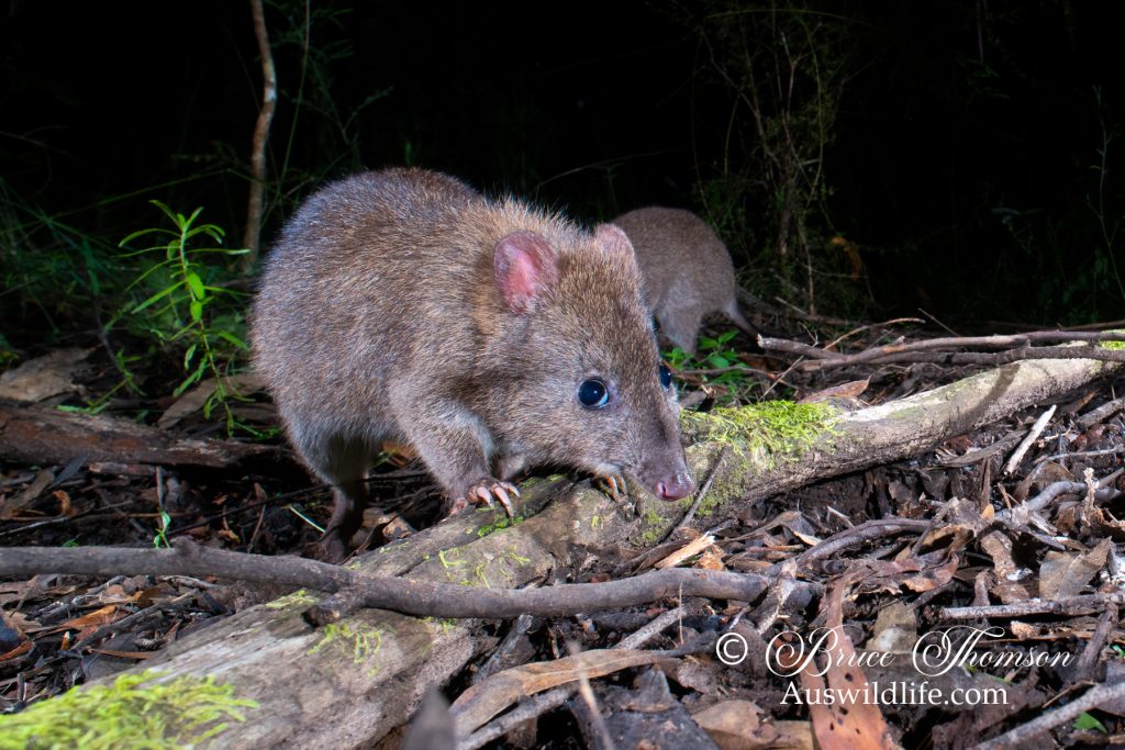 Long-footed Potoroo (Potorous longipes)