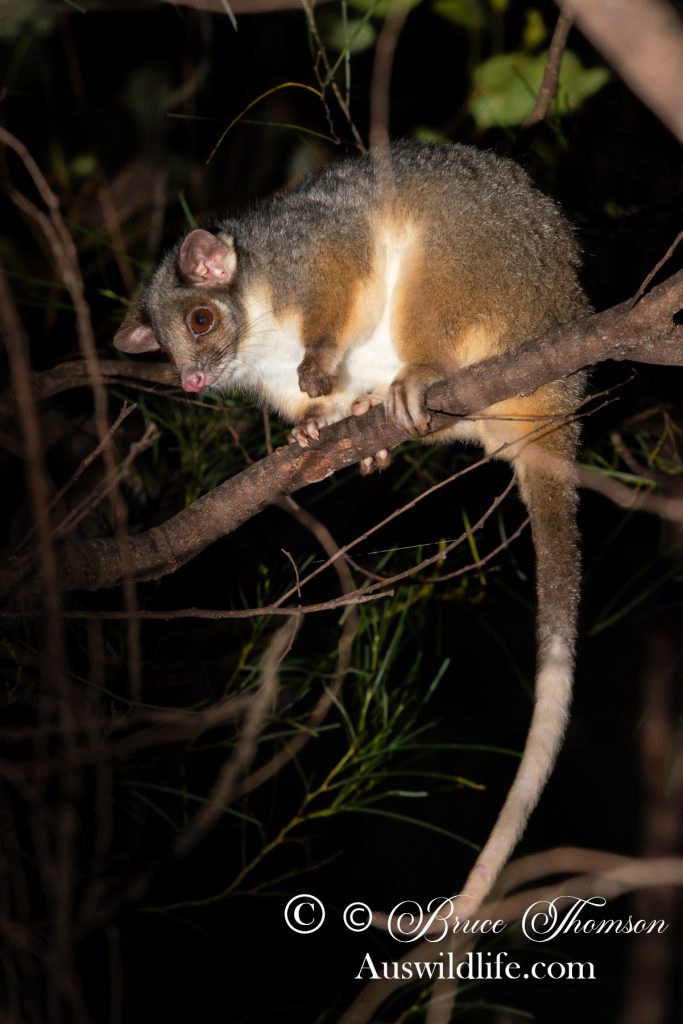 Eastern Ringtail Possum