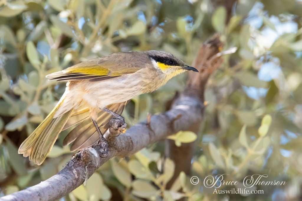 Singing Honeyeater