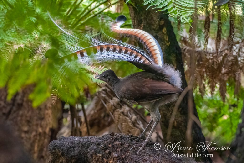 Superb Lyrebird (male in display)