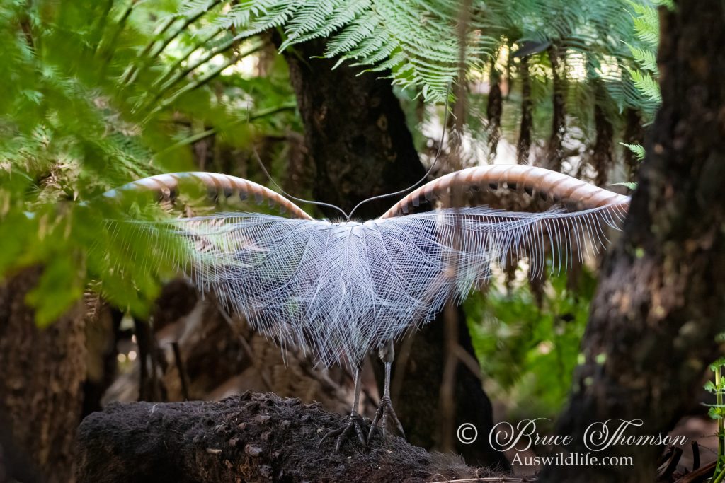 Superb Lyrebird (male in display)