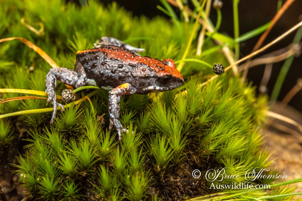 Magnificent Brood Frog (Pseudophyrne covacevichae)