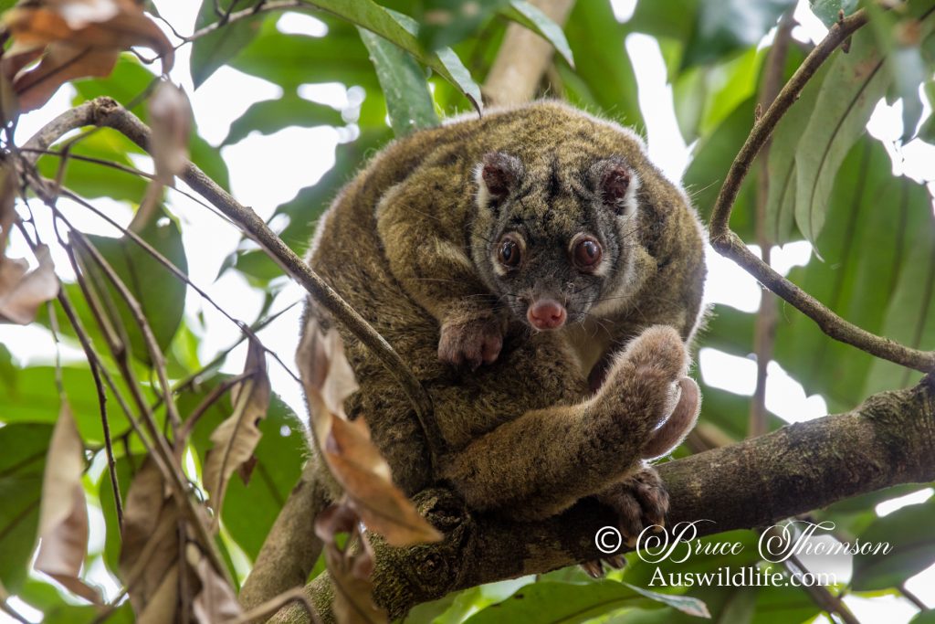 Green Ringtail Possum (Pseudochirops archeri)
