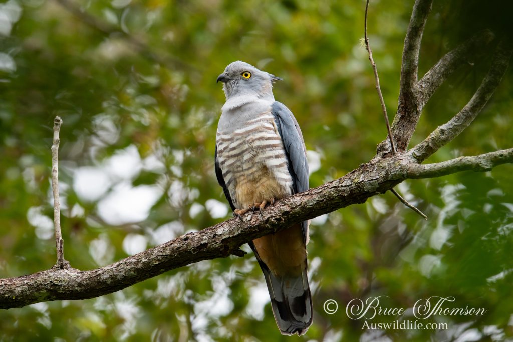 Pacific Baza, Crested Hawk