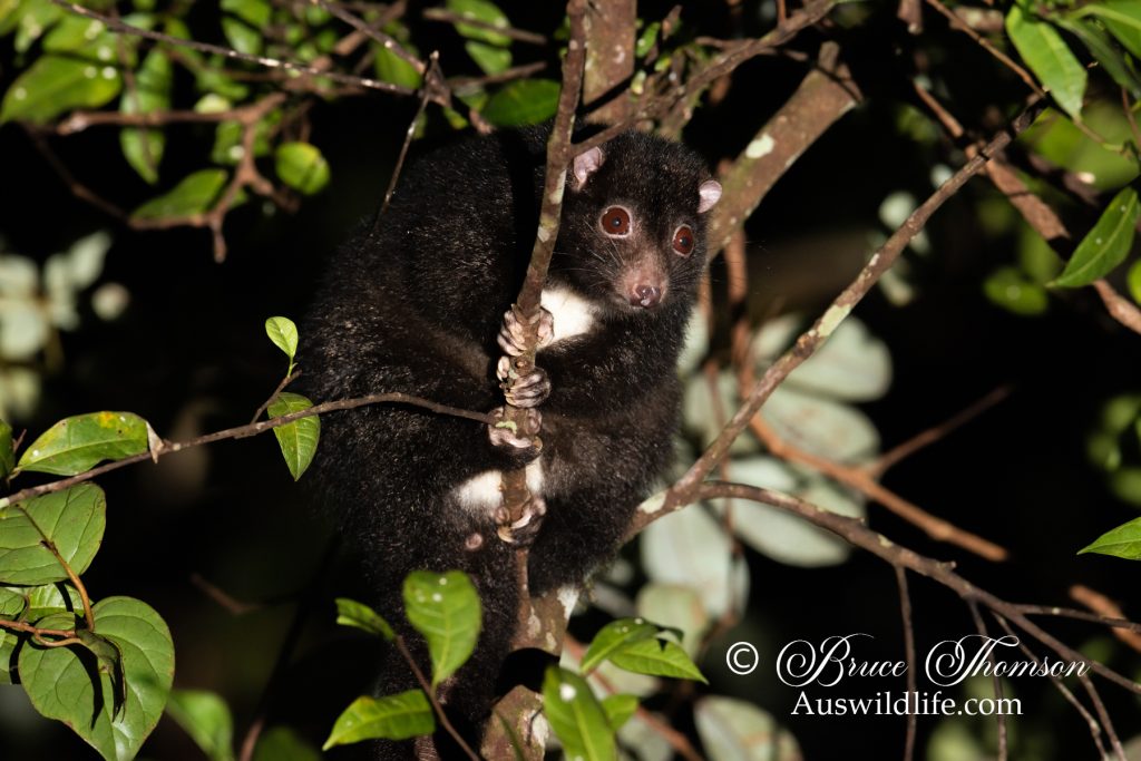 Herbert River Ringtail (Pseudochirulus herbertensis)