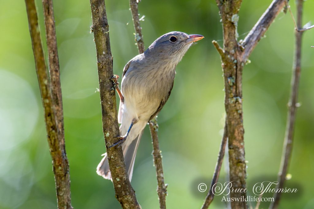Grey Shrike-thrush