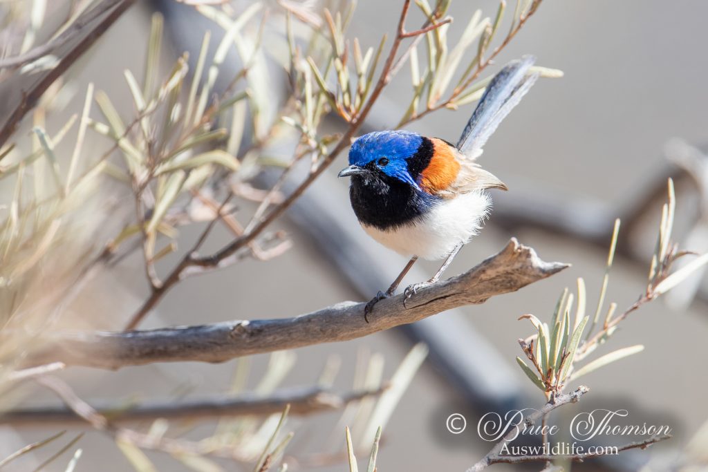 Purple-backed Fairy-wren