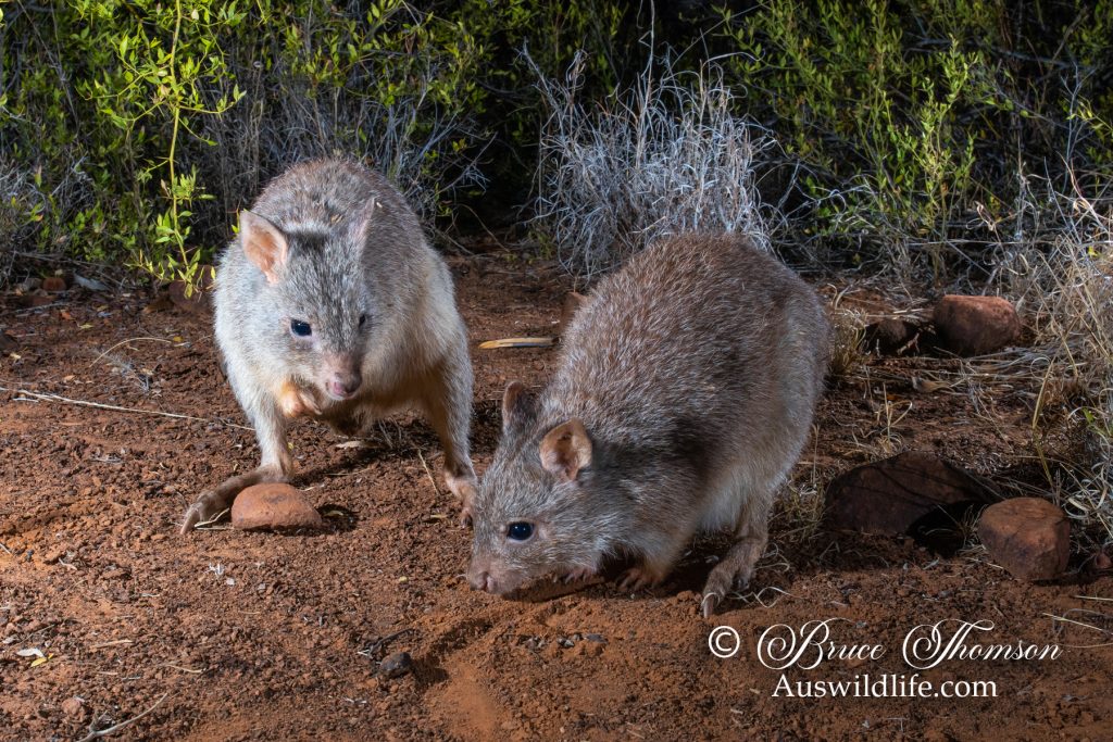 Rufous Bettong (Aepyprymnus rufescens)