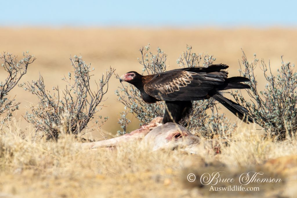 Wedge-tailed Eagle