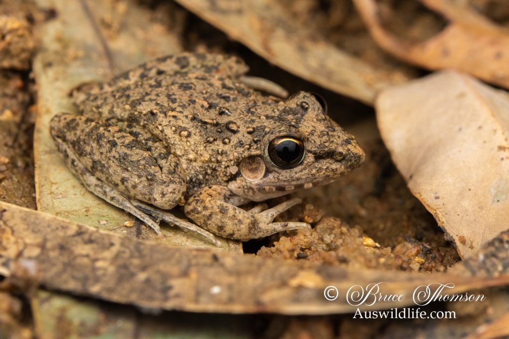 Bumpy Rocket Frog (Litoria inermis)