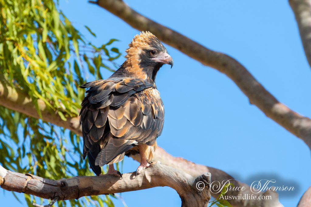 Black-breasted Buzzard