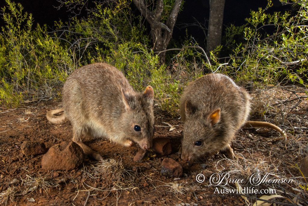 Rufous Bettong (Aepyprymnus rufescens)