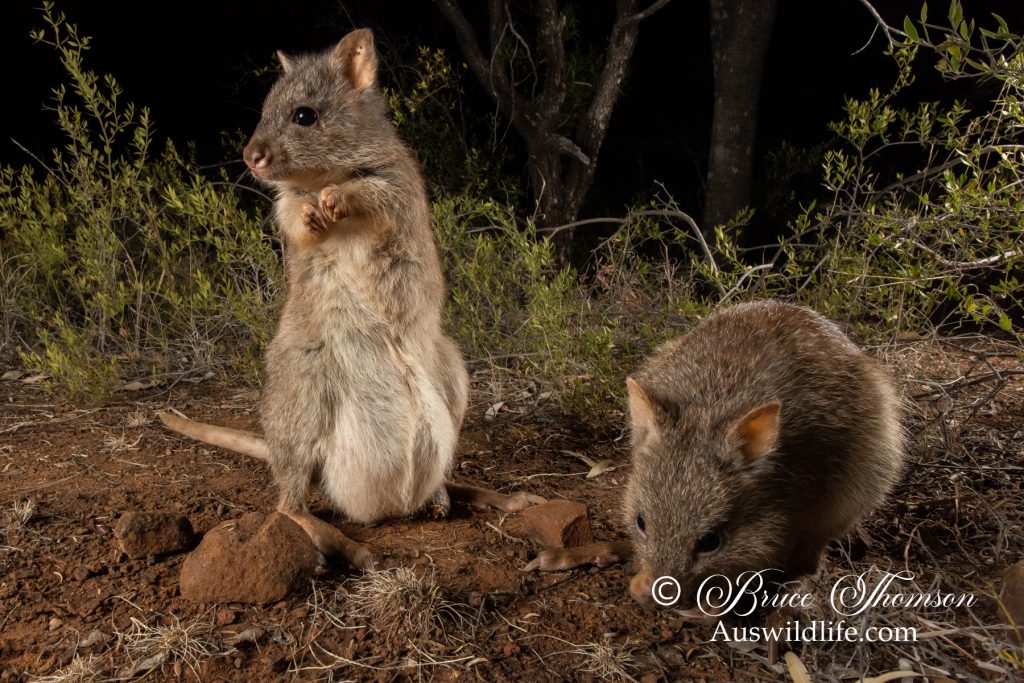 Rufous Bettong (Aepyprymnus rufescens)