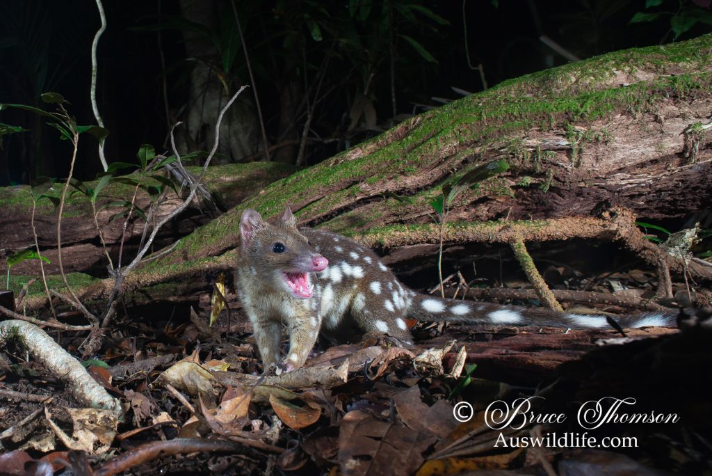 Spotted-tailed Quoll (Dasyurus maculatus gracilis)