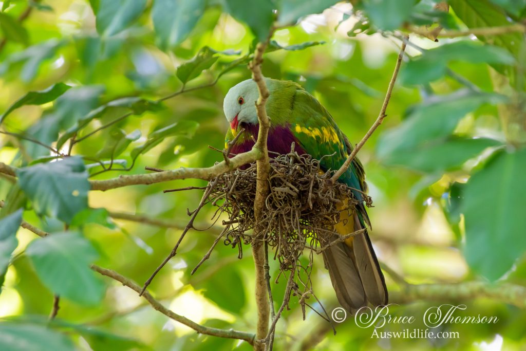 Wompoo Pigeon at nest