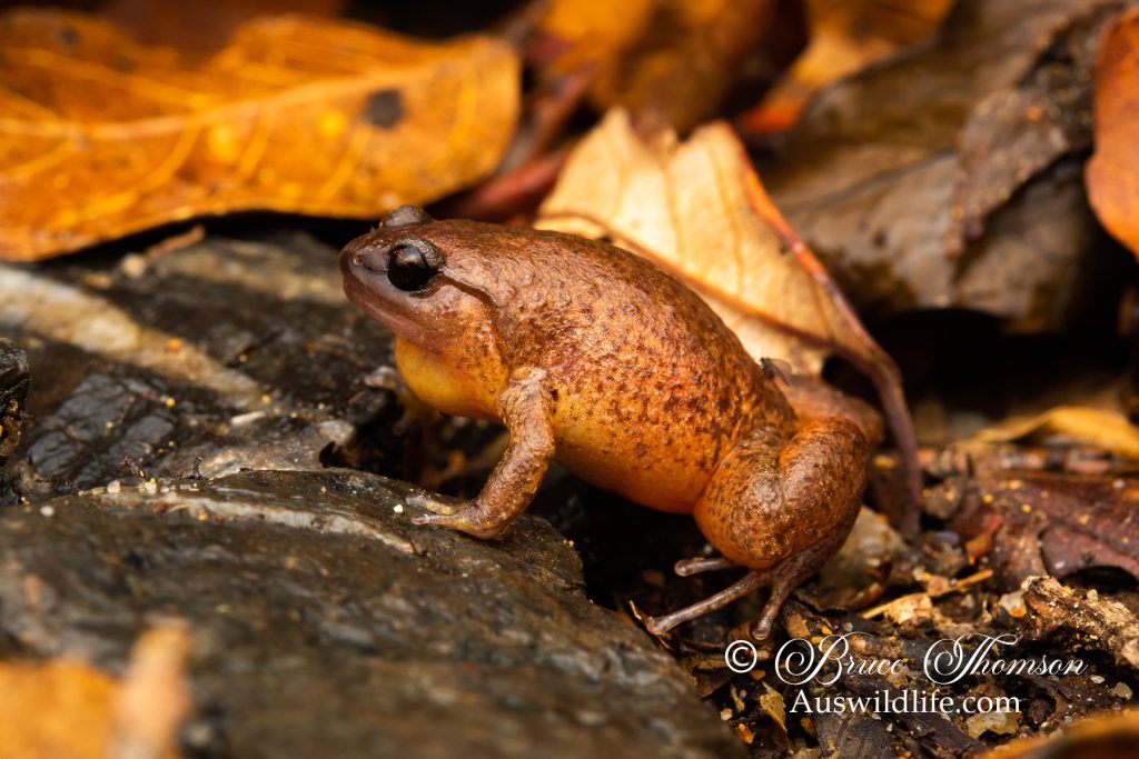 Fry's Frog (Austrochaperina fryi)
