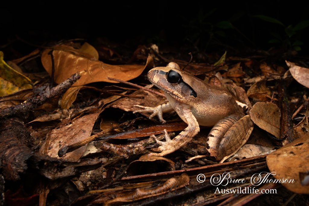 Carbine Barred Frog (Mixophyes carbinensis)