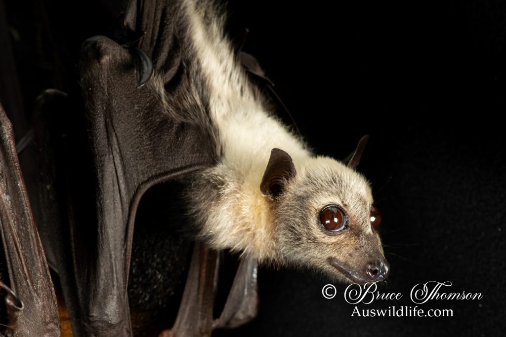 Spectacled Flying Fox, juvenile