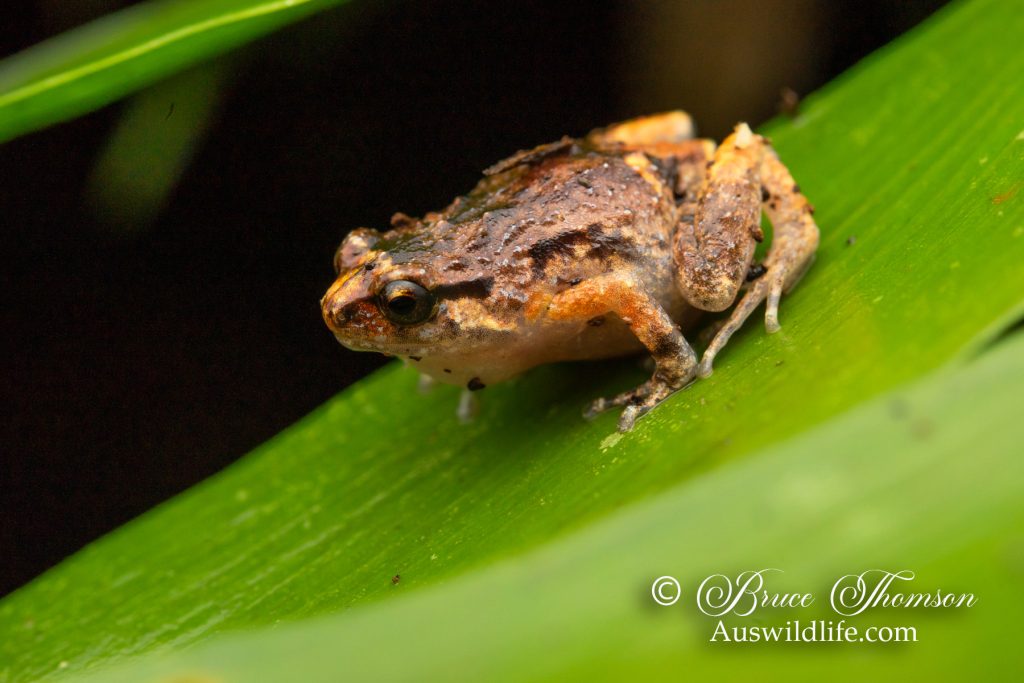 Southern Ornate Nursery Frog (Cophixalus australis)