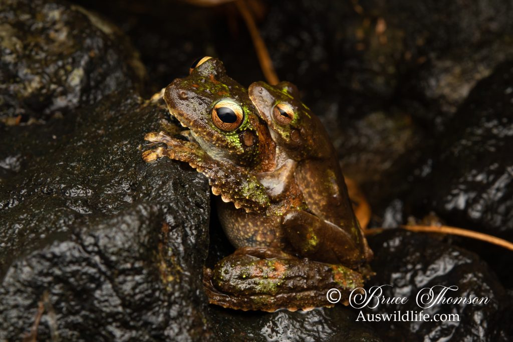 Green-eyed Tree Frog (Litoria serrata)