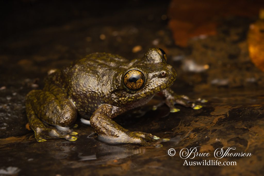 Waterfall Frog (Litoria nannotis)