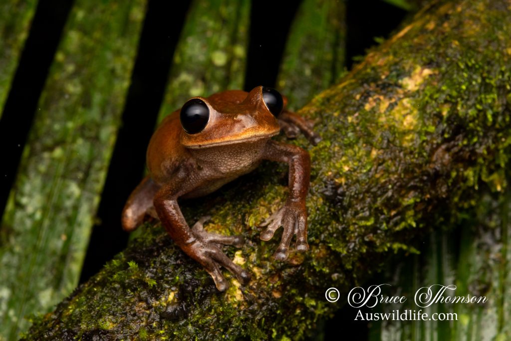 Australian Lace Lid Frog (Litoria dayi)
