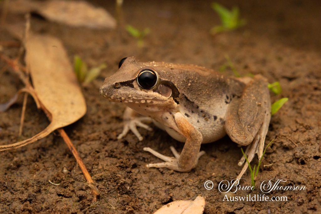 Broad-palmed Rocket Frog (Litoria latopalmata)