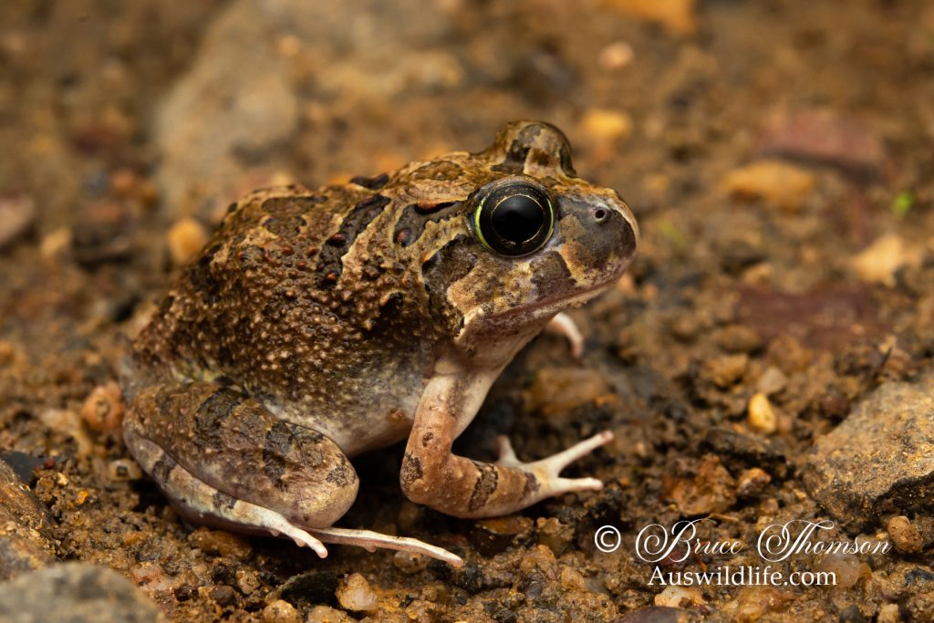 Ornate Burrowing Frog (Platyplectrum ornatus)