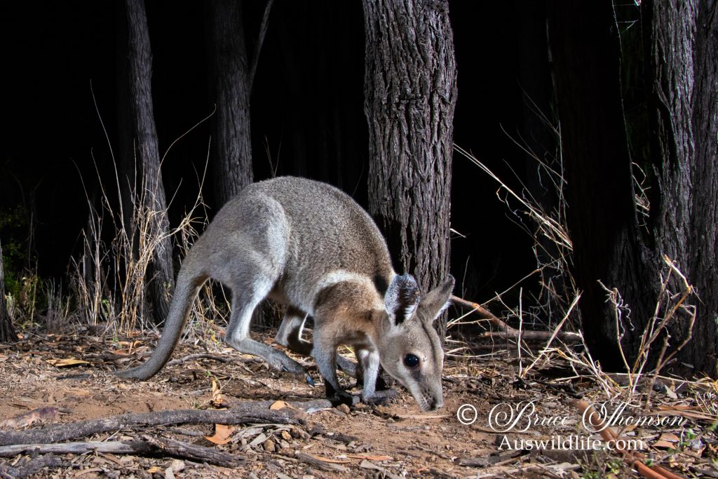 Bridled Nailtail Wallaby (Onychogalea fraenata).